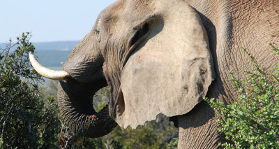 China to ban ivory trade in 2017