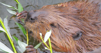 Experts bid to return wild beavers to Wales