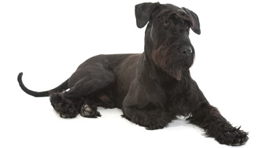 New DNA test for giant schnauzers