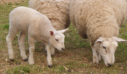 Confirmed cases of Schmallenberg rising