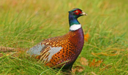 Second avian flu outbreak in Wyre