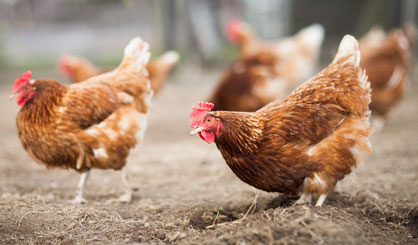 H5N8 found in backyard flock in Yorkshire