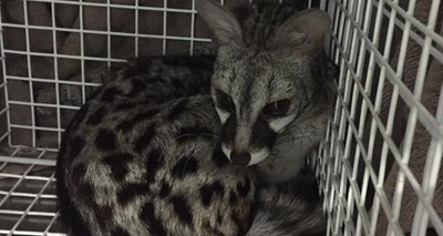 African spotted genet found at depot