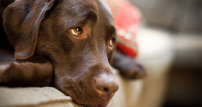 PDSA report reveals poor pet care