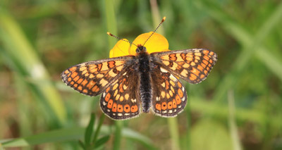 Extra protection for rare species in Cornwall