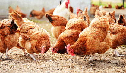 GM hens could help save rare birds - study