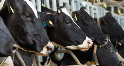 Tuberculosis-resistant cows developed for the first time