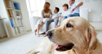 Study reveals owners’ motivations for pet blood donation