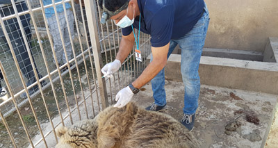 Vet treats last surviving animals of Mosul Zoo