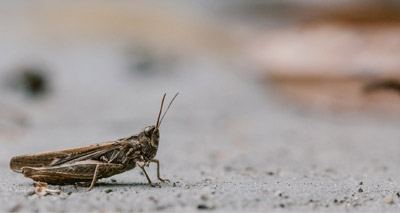 Report links intensive agriculture to decline in grasshoppers