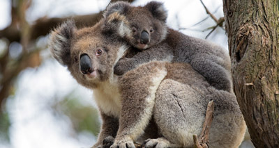 Cars and chlamydia named as top koala threats