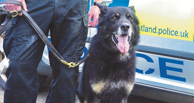 ‘Exemplary’ police dog awarded animals' George Cross