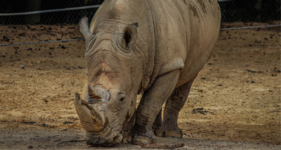 Vaccination halts tumour growth in rhinos