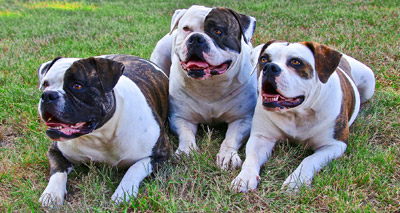 RSPCA reveals Britain’s most ‘unloved’ pets