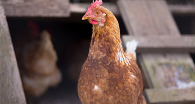 Scotland confirms new avian flu measures