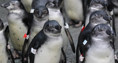 New guidance for hand-rearing penguin chicks