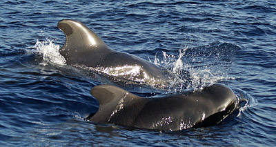 Hundreds of whales die in mass stranding