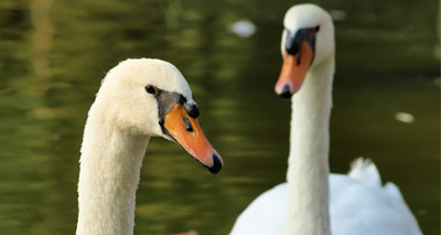 Northern Ireland reports H5N8 in wild swan