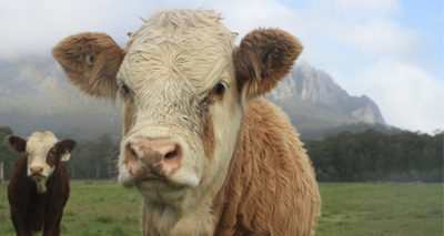 Scotland sees fall in BVD cases