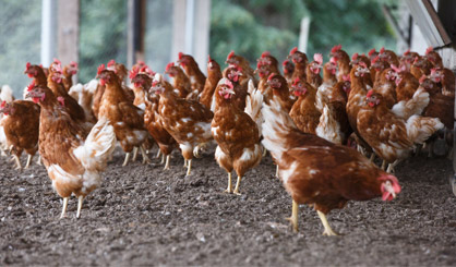 New avian flu prevention zone in Wales