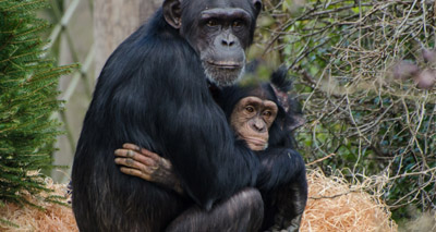 Baby chimp trafficking network discovered