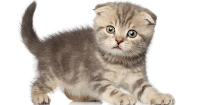 Escalating concerns about ‘designer cats’