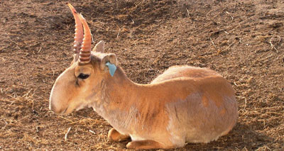 Virus responsible for Saiga mass die-off