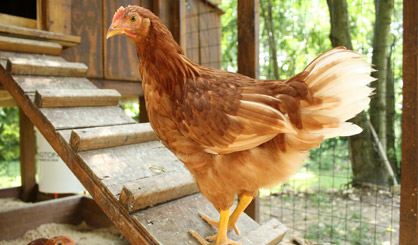 H5N8 confirmed in Northumberland