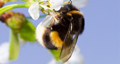 Researchers train bees to score goals