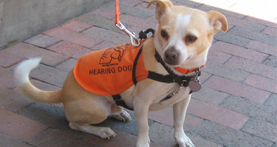 Say “yes” to assistance dogs