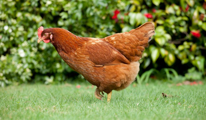 New avian flu measures confirmed for England