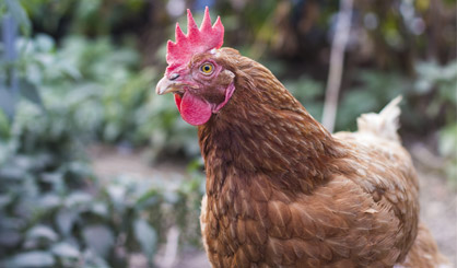 Defra outlines new avian flu measures
