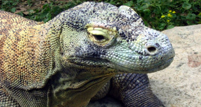 Komodo dragon blood could help in AMR fight