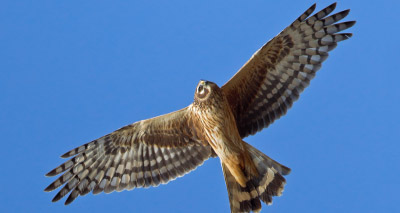 Hen harrier vanishes in North Yorkshire