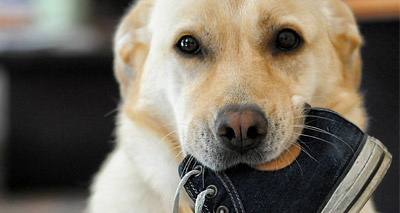 Problem behaviour costing dog owners thousands