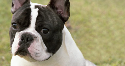 New learning resource for brachycephalic breeds