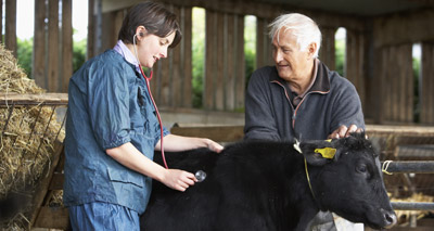 Antibiotic usage in farm animals falling faster than in humans