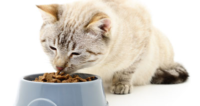 Pets at Home recalls cat food due to low thiamine levels
