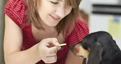 Dogs capable of tactical deception, study suggests