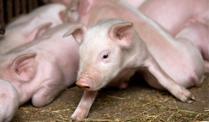 ‘Significant’ changes in pig sector’s antibiotic use
