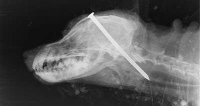 Fresh calls for tougher animal cruelty sentencing