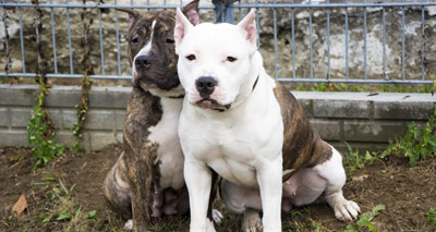 BSL to be considered for reform