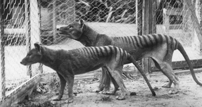 Possible sightings of ‘extinct’  Tasmanian tiger