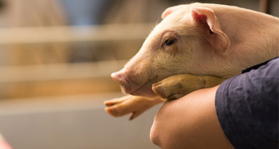Red Tractor vets must be PVS members from October