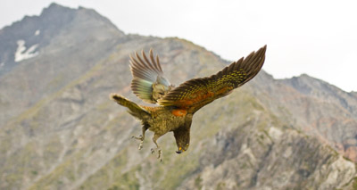 Kea parrot’s ‘laughter’ is infectious, study finds