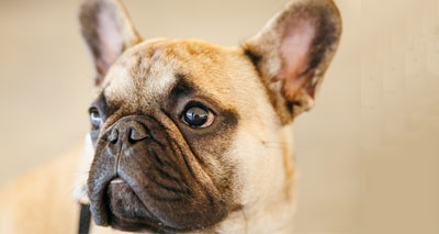 Comic Relief apologises over French bulldog t-shirt