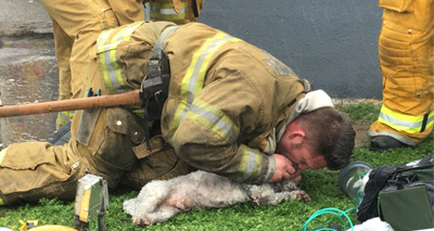 Firefighters resuscitate dog after 20 minutes