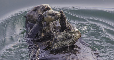 Tool-using sea otters not genetically tied