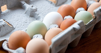 Egg study gives insights into bluetongue control