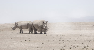 Czech zoo to remove rhino horns following French attack